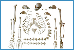 Manikin for demonstrating nurse procedures � Adult Female, Manikin for demonstrating nurse procedures � Child, Manikin for demonstrating nurse procedures � New Born, Manikin for demonstrating nurse procedures � CPR, Nurse Training Manikins, Nursing Training Manikins, Fundamental Nursing Laboratory Model, Fundamental Nursing Laboratory Material, Nutrition Laboratory Material, Nutrition Laboratory Model, Anatomy And Physiology Laboratory Material, Anatomy And Physiology Laboratory Model, Community Health Laboratory Material, Community Health Laboratory Model, Audio Visual Aids, Over Head Projectors, OHP, Epidiascopes�, Epidiascopes,