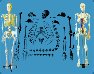 Gynecological Examination Manikin, Nursing manikins, Nursing mannequin, Nursing models, Medical manikins, Medical mannequin, Medical models, Indian Nursing Council, manikins as per Indian Nursing Council, models as per Indian Nursing Council, mannequin as per Indian Nursing Council, Meet INC Standards, According to Indian Nursing Council, as per INC, Buy Nursing Manikins, Buy Nursing Charts, Buy Nursing Models, Buy Nursing mannequin, Manikin for demonstrating nurse procedures, Manikin for demonstrating nursing procedures, Manikin for demonstrating nurse training procedures, Manikin for demonstrating nurse procedures � Adult Male, 